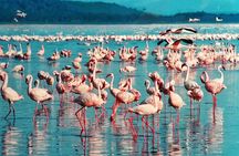 5 Days Masai Mara, Lake Nakuru & Naivasha Budget Joining Safari