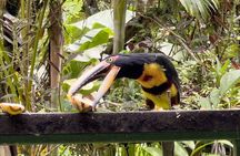 Mindo Cloud Forest Day Trip from Quito – Birdwatching & Adventure