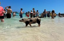 Nassau 3-stops: Snorkeling, Swimming Pigs, Turtles & Lunch
