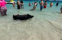 Nassau 3-stops: Snorkeling, Swimming Pigs, Turtles & Lunch