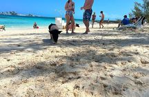 Nassau 3-stops: Snorkeling, Swimming Pigs, Turtles & Lunch