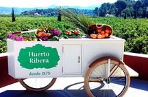 Live an Experience Among Orange Trees in Huerto Ribera