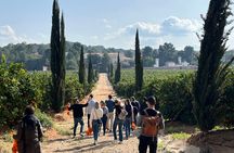 Live an Experience Among Orange Trees in Huerto Ribera