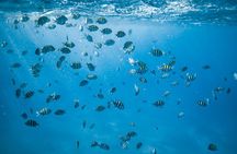 2-Hour Catamaran Snorkel Adventure in Waikiki