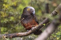 Kiwi Park Queenstown Admission