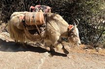 Private Multi Day Tour Everest Base Camp with Gokyo Lake Trek 