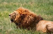 4-Day Private Luxury Safari Tour from Tanzania
