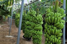 Sail to Banana and Camel Islands on a Classic Felucca