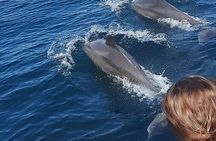 Wild dolphins encounter & snorkeling 