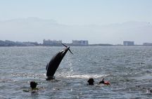 Wild dolphins encounter & snorkeling 