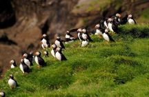 Eyjascooter Puffin Tour in Iceland