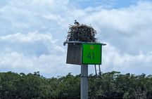 Private Half Day Boat Tour in Sarasota, Florida
