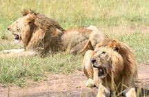 Nairobi National park private day tour