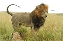 Nairobi National park private day tour