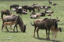 Full Day Private Tour to Arusha National Park 