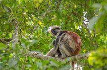 Full Day Private Tour to Arusha National Park 