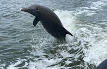 Half Day Shelling Dolphin Eco Tour in 10 000 Island and Marco 