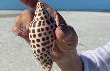 Half Day Shelling Dolphin Eco Tour in 10 000 Island and Marco 