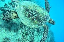 Moana’s Waikīkī Grand Guided Turtle Snorkel & Sailing Adventure
