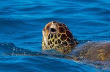 Moana’s Waikīkī Grand Guided Turtle Snorkel & Sailing Adventure