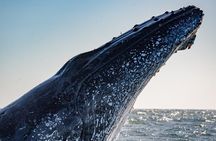 Whale Watching Gold Coast 