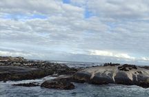 Seal Island,Cape of Good Hope&Penguins Shared Tour,From Cape Town