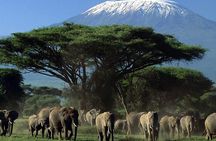 Amboseli National Park Day tour; Free Wifi Connection