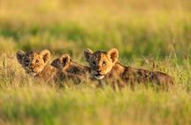 Two Days Amboseli National Park Safari