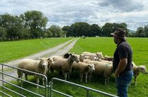 Full-Day Private Wicklow Tour with Glendalough and Powerscourt