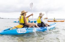 Gold Coast: Wavebreak Island Kayak, Snorkel & Fish Feeding