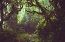 Birdwatching Tour in the Cloud Forest hanging Selvatura