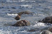 Salmon Watching Experience