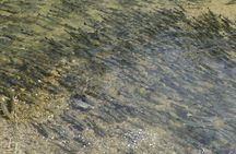 Salmon Watching Experience