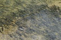 Salmon Watching Experience