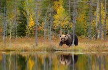 Guaranteed Lapland Bear-Watching Evening Experience