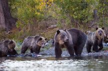 Guaranteed Lapland Bear-Watching Evening Experience