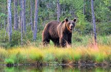 Guaranteed Lapland Bear-Watching Evening Experience