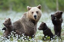 Guaranteed Lapland Bear-Watching Evening Experience