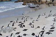 Table Mountain,Cape Point & Penguins Shared Tour, From Cape Town 