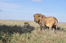 Private 3 Days Luxury Safari (Tarangire & Ngorongoro crater)