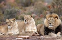 Aquila Big 5 Safari with Wine & Cheese Tasting from Cape Town