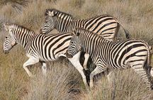 Aquila Big 5 Safari with Wine & Cheese Tasting from Cape Town