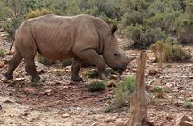 Aquila Big 5 Safari with Wine & Cheese Tasting from Cape Town
