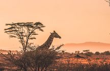 6 Days Private Midrange Tour of Tanzania Safari 