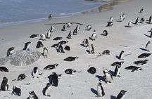 Seal Island,Cape of Good Hope&Penguins Shared Tour,From Cape Town
