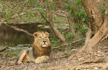 Sasan Gir Skip-the-Line Weekend Tour Package for 1 Night / 2 Days