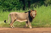 Sasan Gir Skip-the-Line Weekend Tour Package for 1 Night / 2 Days