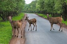 Sasan Gir Skip-the-Line Weekend Tour Package for 1 Night / 2 Days