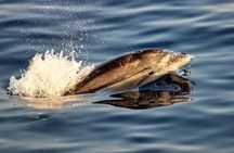 Dolphin watching by boat