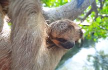 Roatan Monkey and Sloth Sanctuary and Beach Break